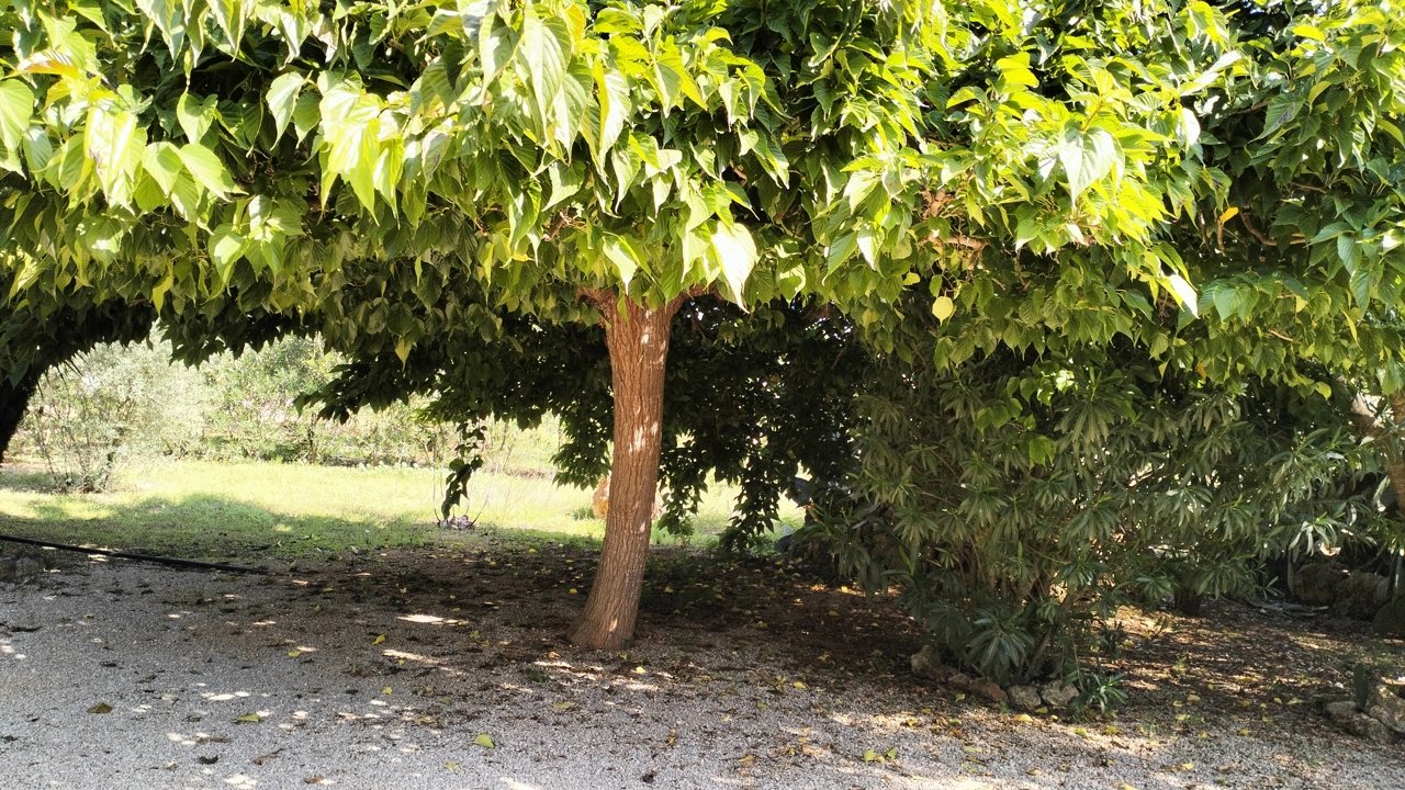 Garten Garten