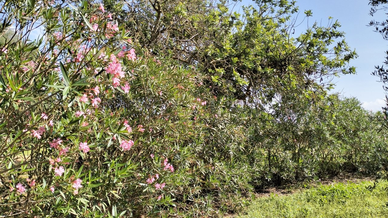 Garten Garten