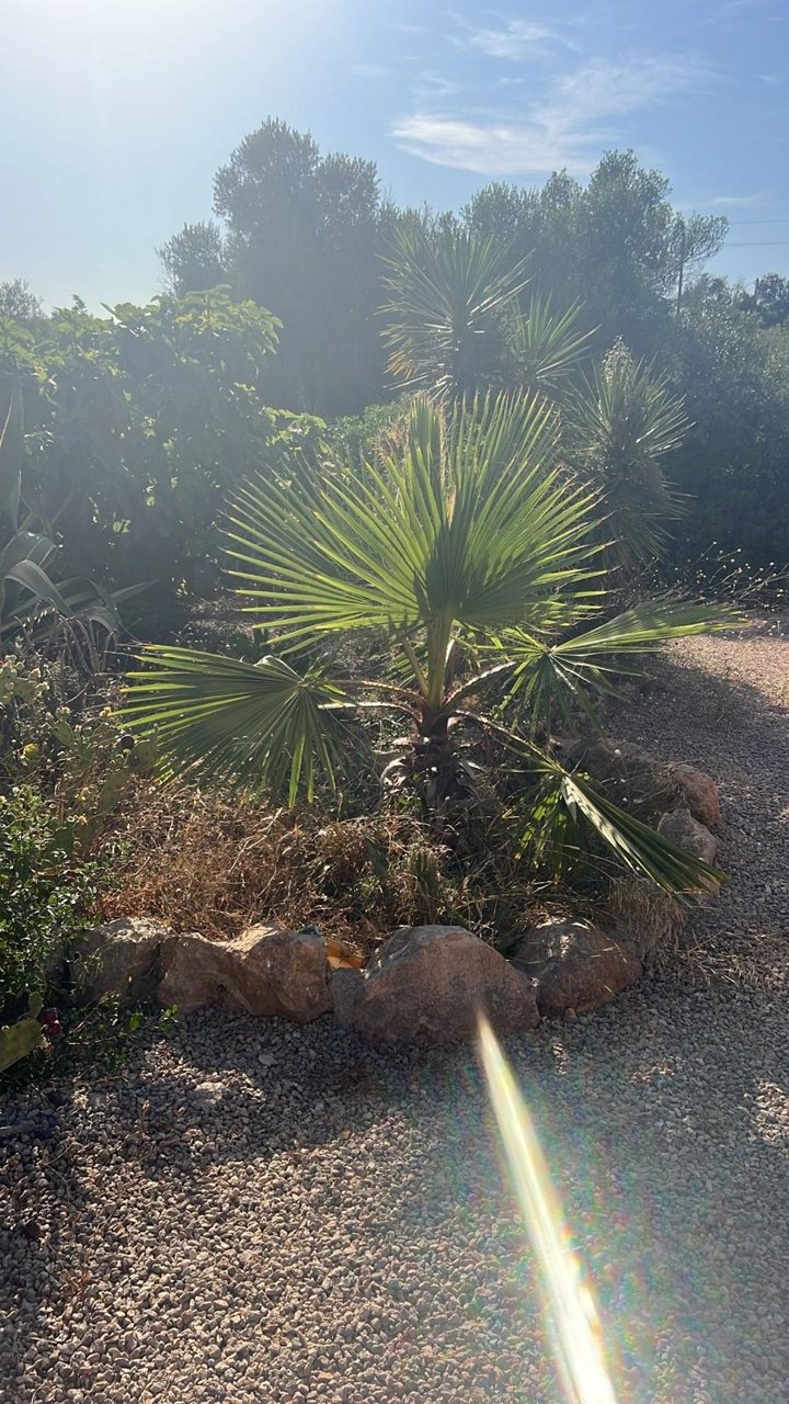 Finca in mallorquinischem Style mit Weitblick und Projekt