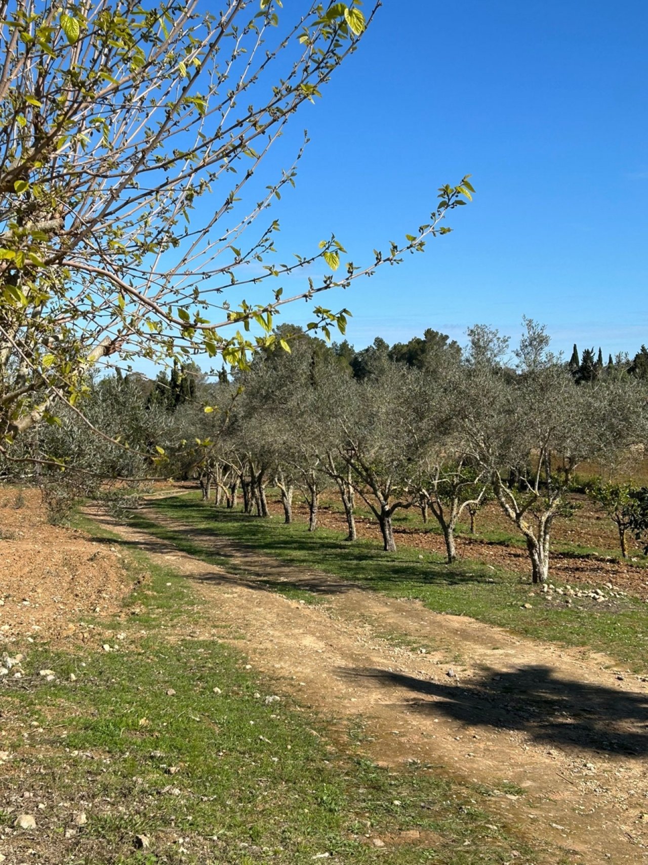Garten Garten