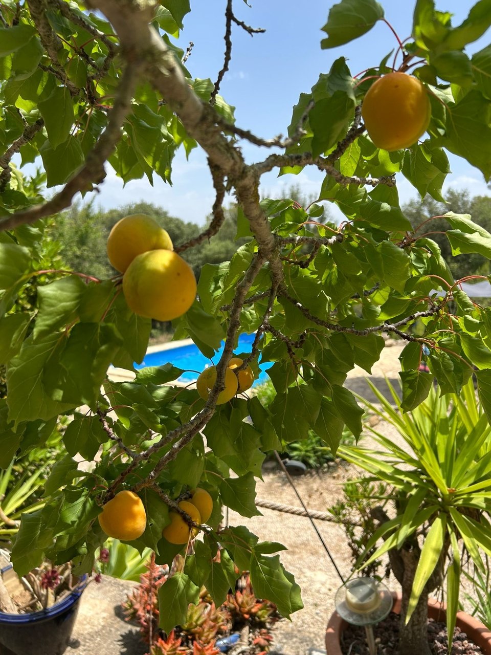 Finca Rustica mit Weitblick